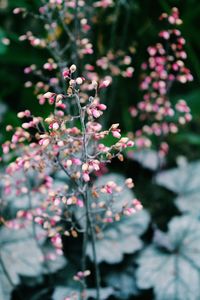 Close-up of pink flowers