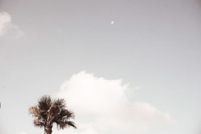 Low angle view of palm tree against sky