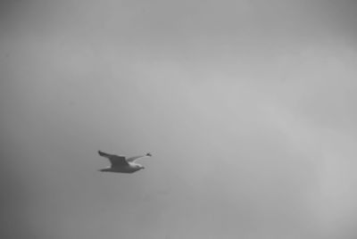 Bird flying against sky