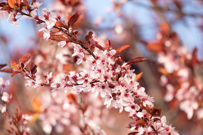 Close-up of pink cherry blossom