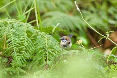 Close-up of bird perching on plant