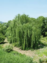 Scenic view of trees growing in forest against sky