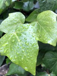 Close-up of wet leaves