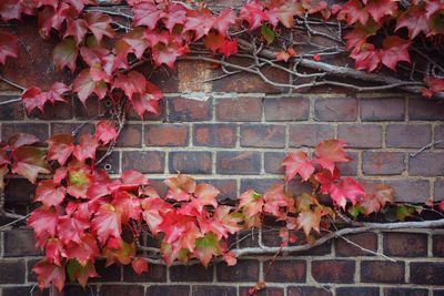 Pink flowering plant against brick wall