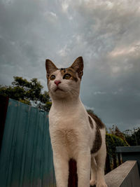 Low angle view of cat looking away against sky