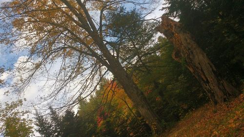 Low angle view of trees against sky