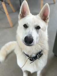 Close-up portrait of white dog