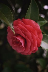 Close-up of red rose