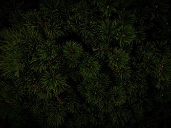 Full frame shot of plants