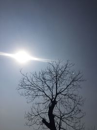 Silhouette bare tree against clear sky