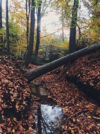 Trees in forest during autumn