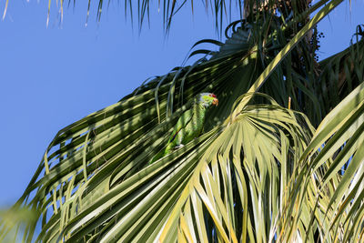 Red crowned parrot eating pecans in los angeles