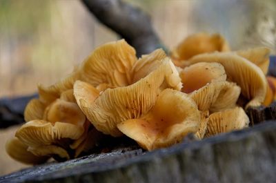 Close-up of mushrooms growing on wood