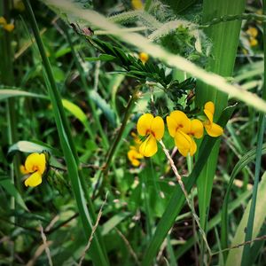 Close-up of yellow flowers blooming in field