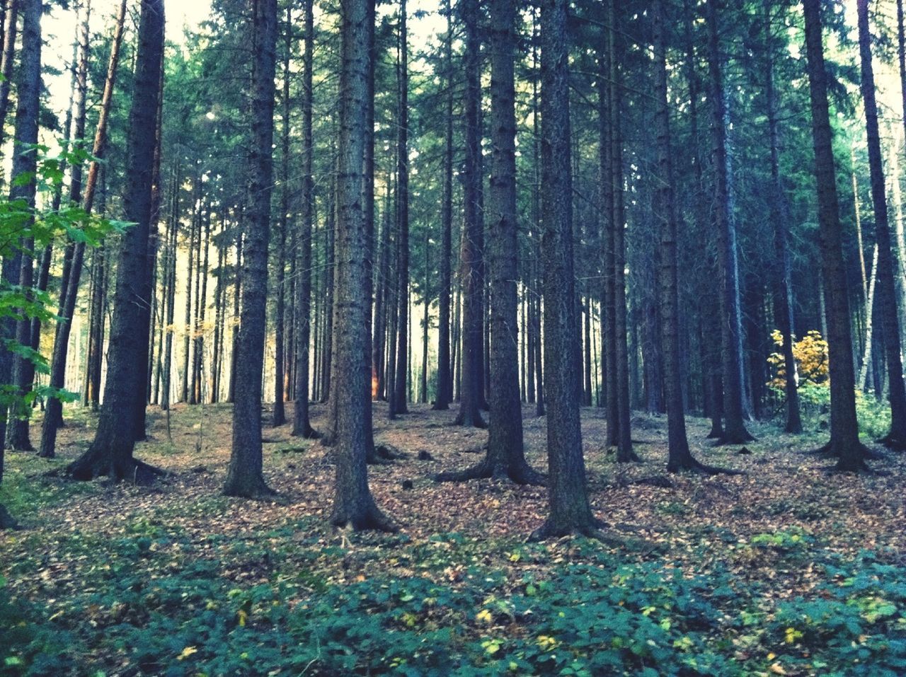 tree, forest, tree trunk, woodland, tranquility, tranquil scene, growth, nature, beauty in nature, scenics, landscape, non-urban scene, abundance, idyllic, day, outdoors, no people, green color, woods, solitude