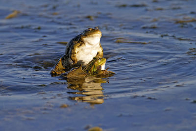 Green frog fight on the wetland