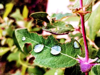 Close-up of fresh green leaves on plant