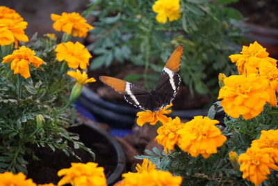 Butterfly on yellow flowers