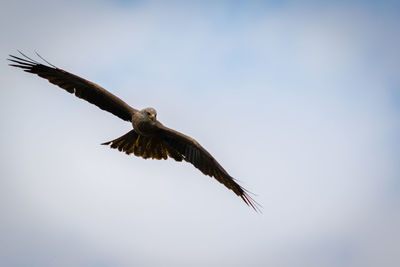 Low angle view of eagle flying in sky