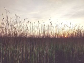 Scenic view of grassy field against sky