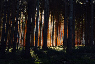 View of trees in forest