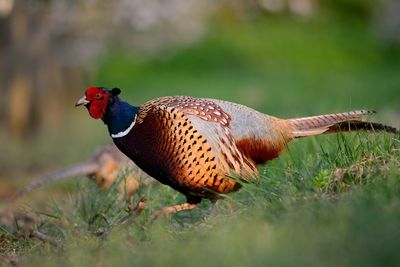 Close up of a male pheasant in a meadow 