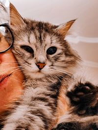 Close-up portrait of cat relaxing at home