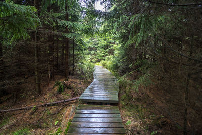 Footpath amidst trees in forest