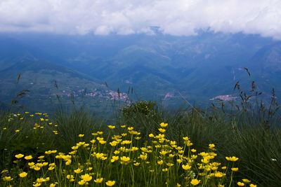 Yellow flowering plants on field against sky