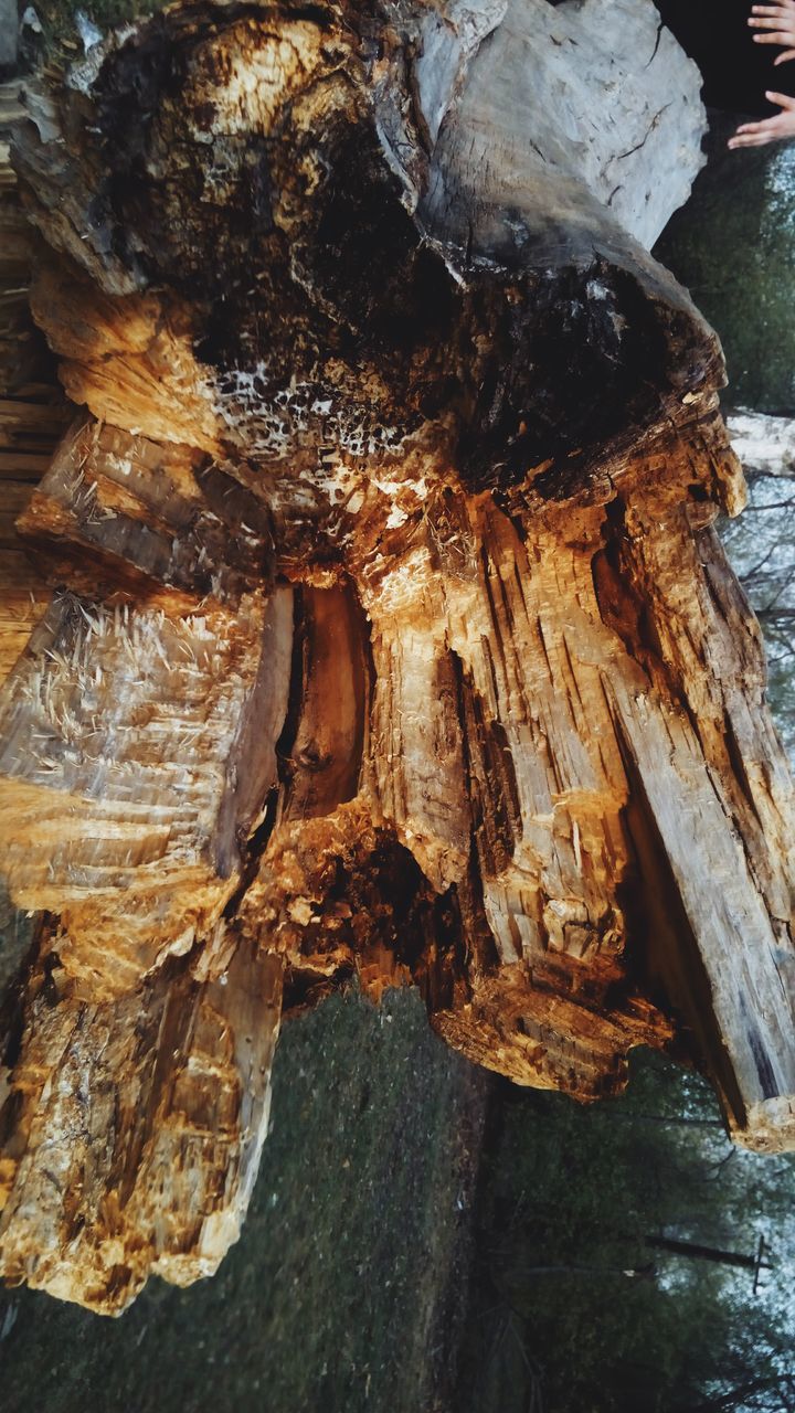 wood - material, textured, log, rough, nature, no people, day, close-up, outdoors