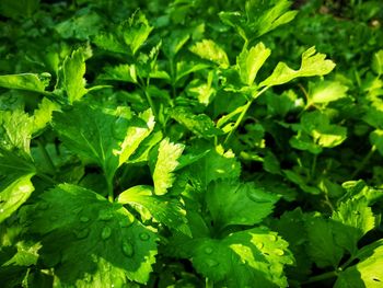 Close-up of green leaves