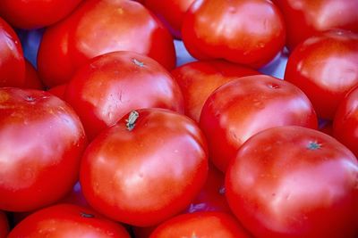 Full frame shot of tomatoes