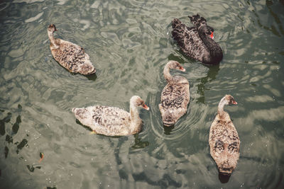 High angle view of black swan and cygnets swimming in pond