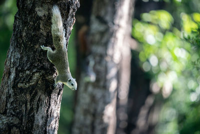 Close-up of a bird on tree trunk