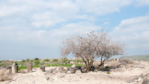 Trees on field against sky