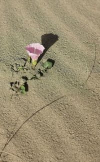 High angle view of pink rose on sand
