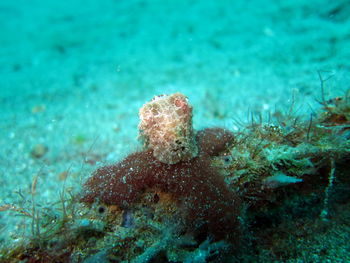 Close-up of coral in sea