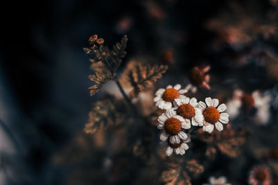 Close-up of flowering plant