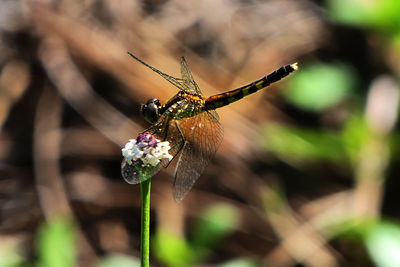 Resting dragonfly 