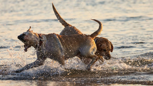 View of horses running in water