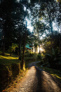 Empty road amidst trees in forest