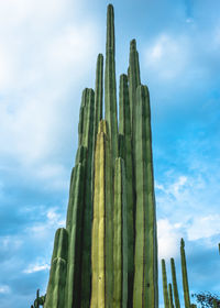 Low angle view of cactus against sky