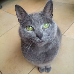 Close-up portrait of cat