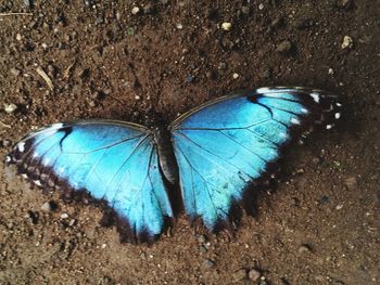 High angle view of butterfly on the ground