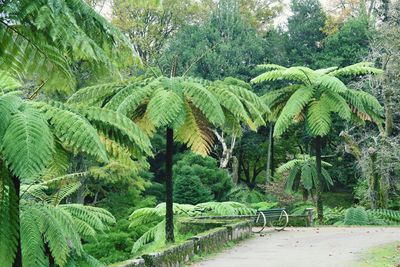 Palm trees on field