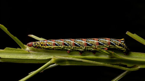 Close-up of insect over black background