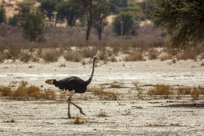 Side view of bird on field