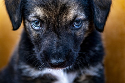 Close-up portrait of black dog