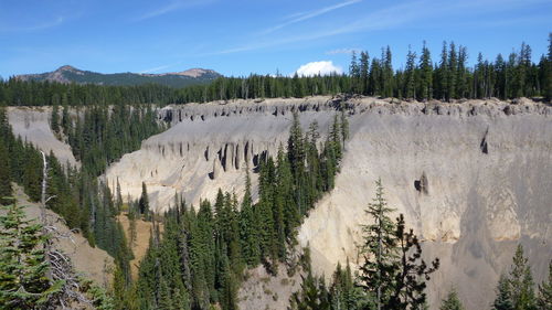 Panoramic view of pine trees in forest against sky