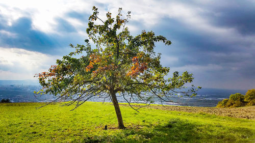 Tree on field against sky